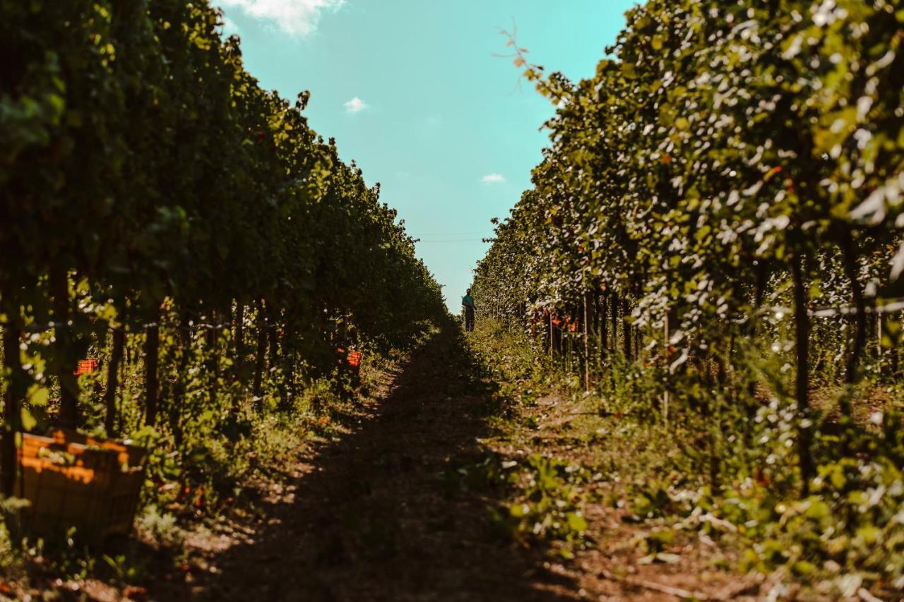 Вилла La Vinia Bed&Wine Experience - Adults Only Сассари Экстерьер фото
