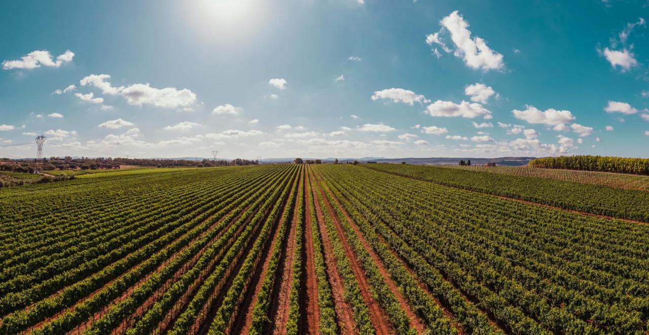 Вилла La Vinia Bed&Wine Experience - Adults Only Сассари Экстерьер фото